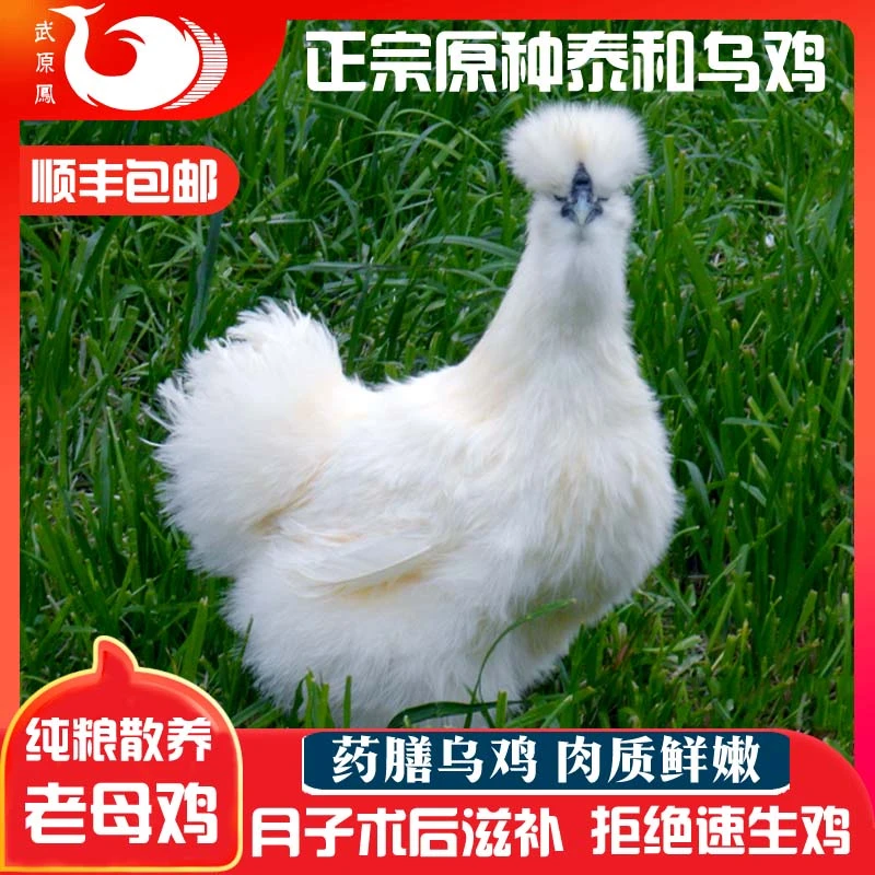 江西泰和乌鸡老母鸡1只杂粮散养正宗白凤乌骨鸡现杀现发整鸡包邮