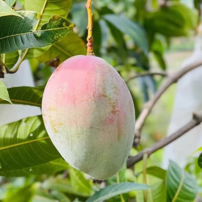 【精品红头凯特芒】攀枝花特大甜芒果5斤坏果包赔多汁大果新鲜