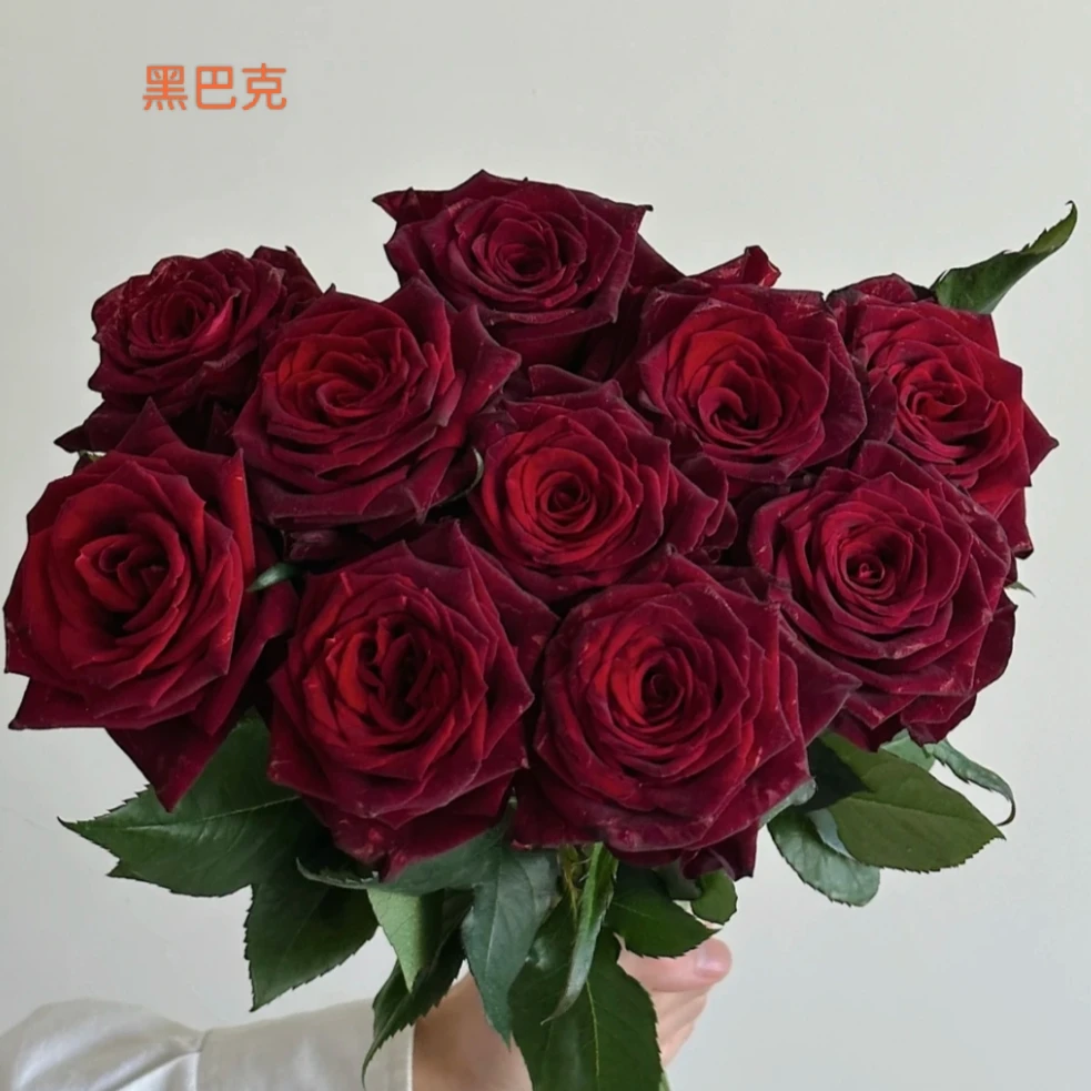 【单头玫瑰】黑巴克40支(农户花,有夹枝,20%耗损不售后)
