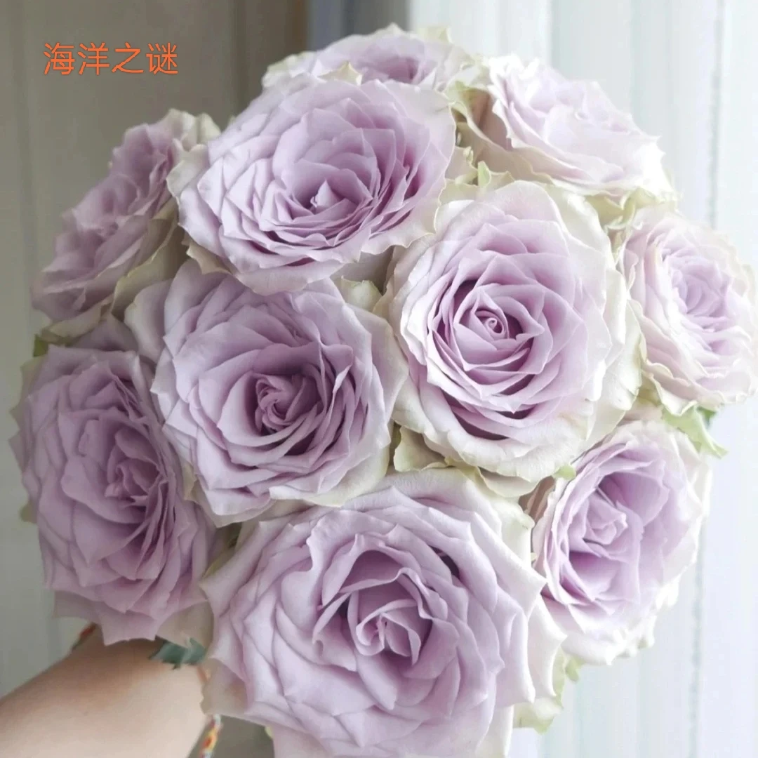 【单头玫瑰】海洋之谜20支＋摩卡20支（农户花，有夹枝，20%耗损不售后）