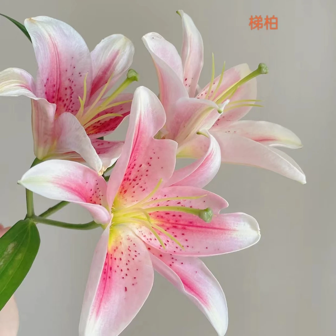 【单瓣百合】粉色单瓣百合（20%损耗不售后，介意勿拍）
