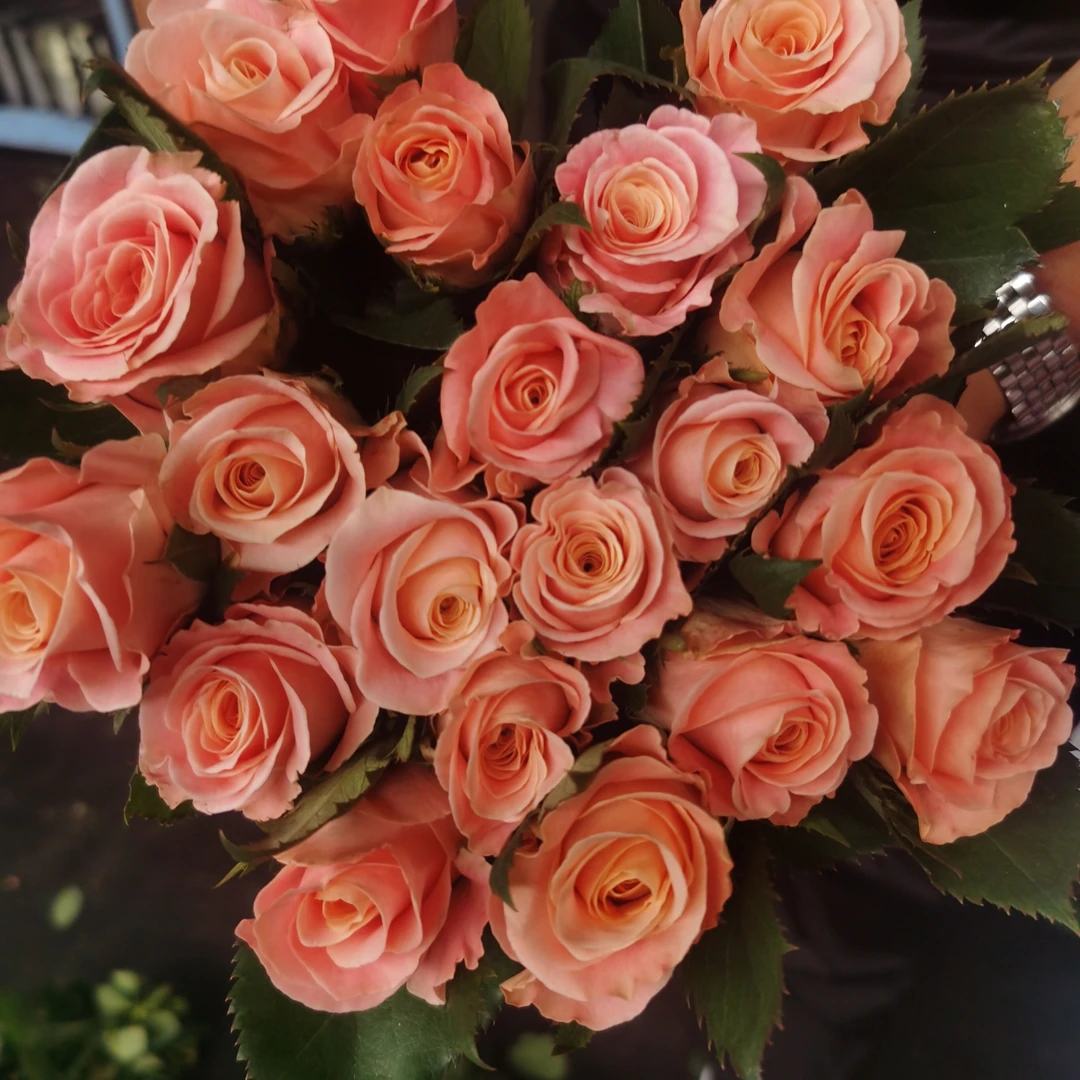 玫瑰组合套餐：猪小姐20枝+骄傲20枝（基地农户花，很值得购买）