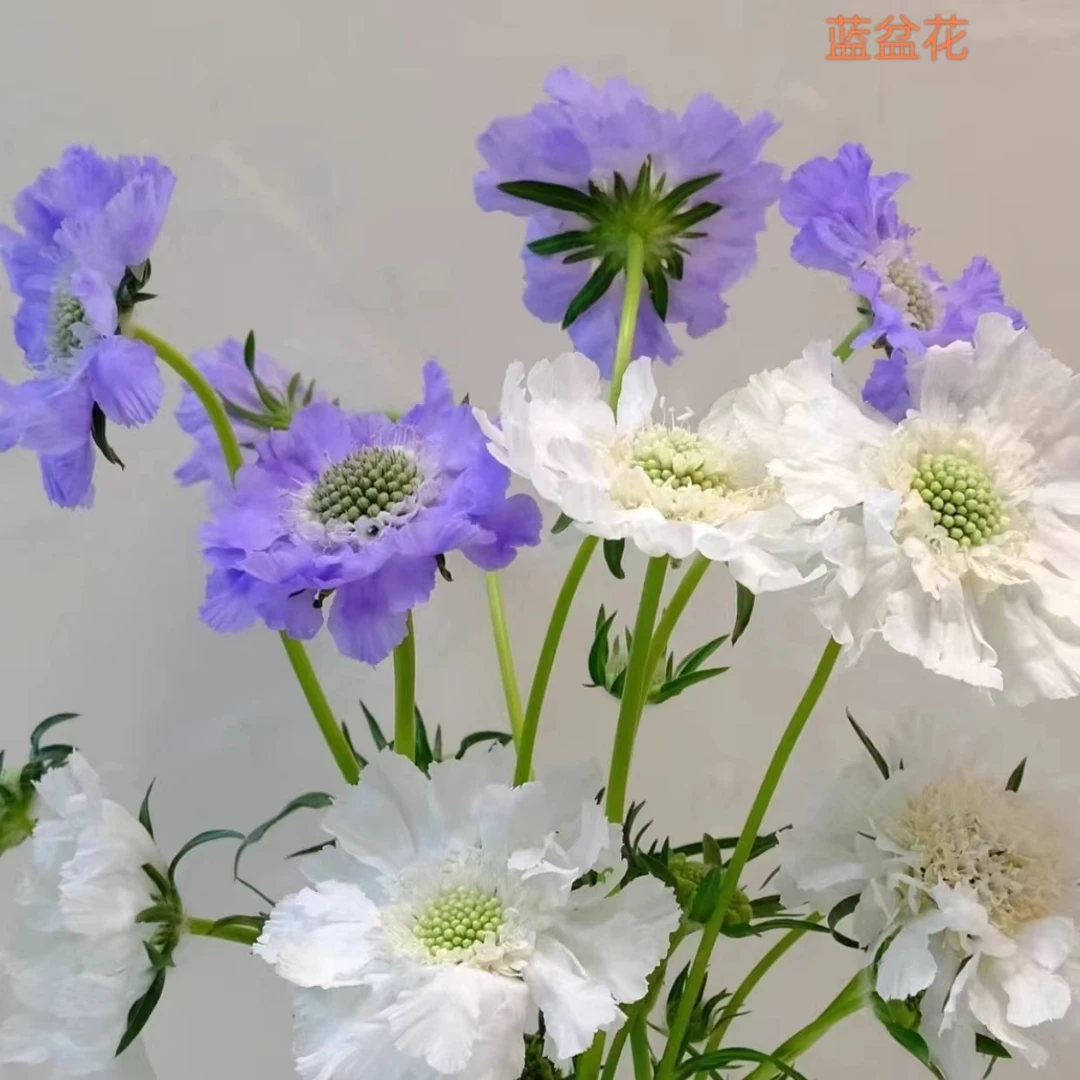 【草花配花】蓝盆花4扎(20%耗损不售后)家养高级感