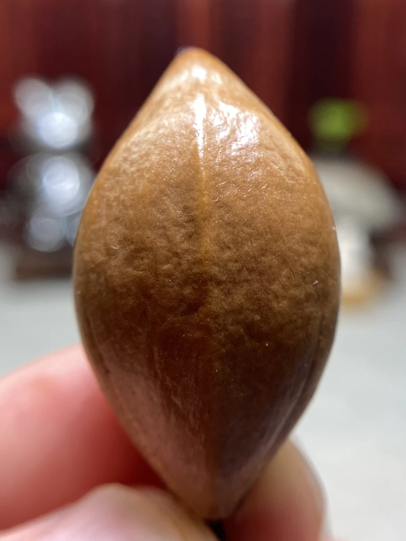 直播链接《万能的橄榄核》串