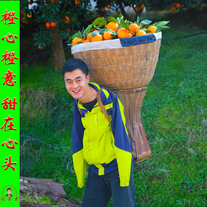 湖北秭归纽荷尔脐橙5斤/9斤净重整箱新鲜甜橙现摘现发