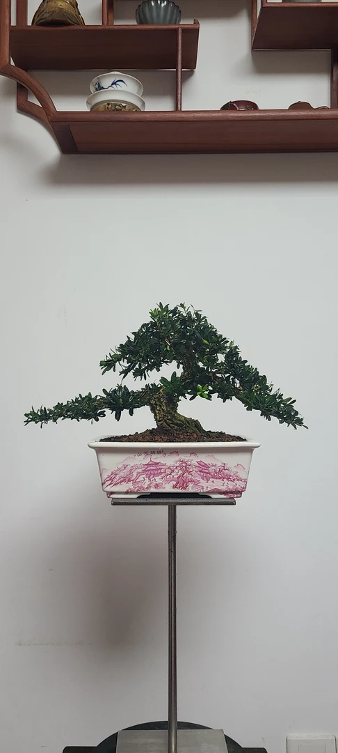 小叶雀舌邹皮黄杨
