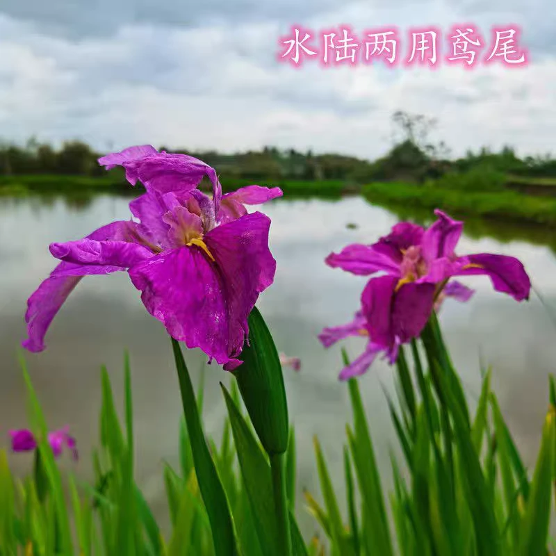 常绿鸢尾花水陆两生四季庭院绿化多年湿地观赏性强