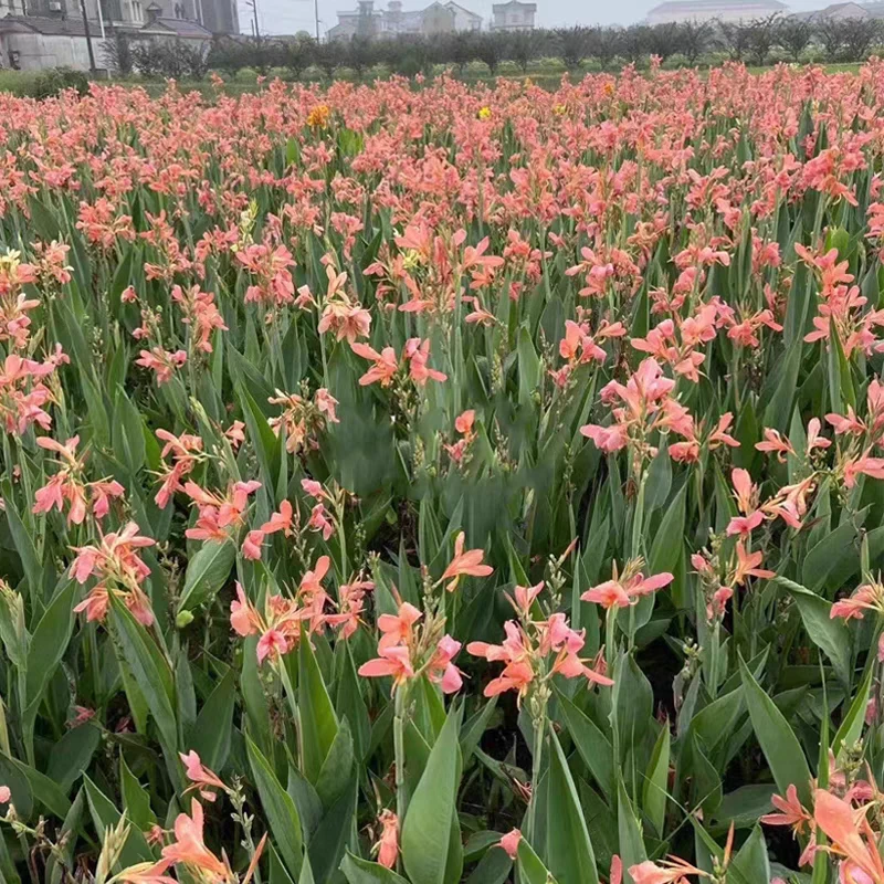 【水生美人蕉】粉色黄色水培绿植湿地公园绿化四季多色