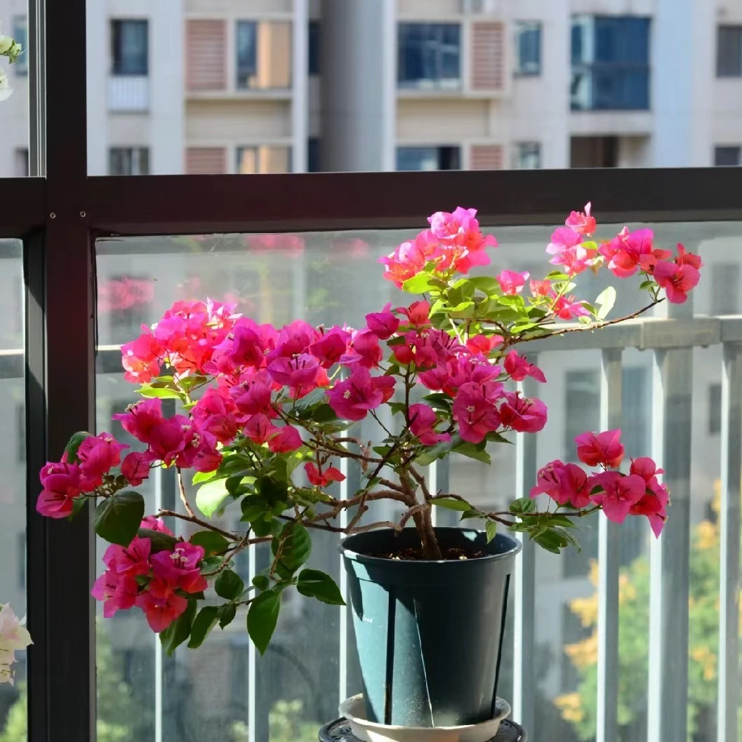 【四季同安红】带花原盆原土发货三角梅垂枝爬藤庭院爬墙四季开花