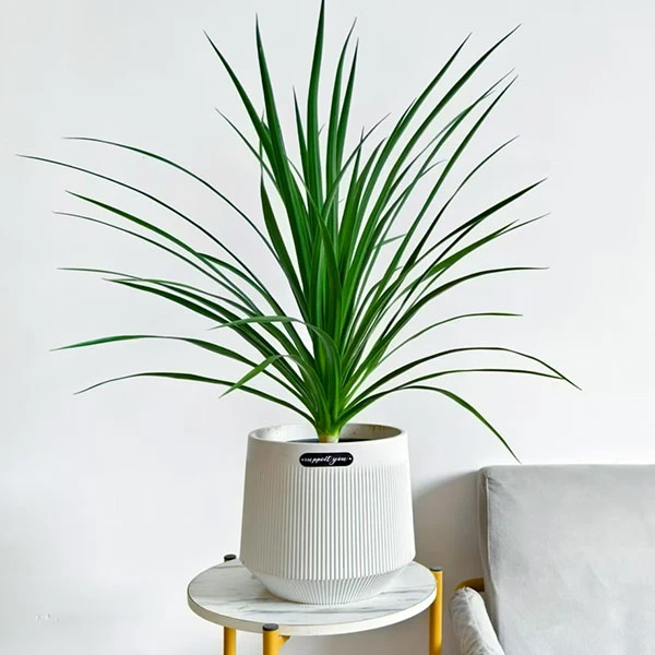 【拾里】黑珍珠龙血树盆栽室内办公室客厅卧室书房绿植龙铁树