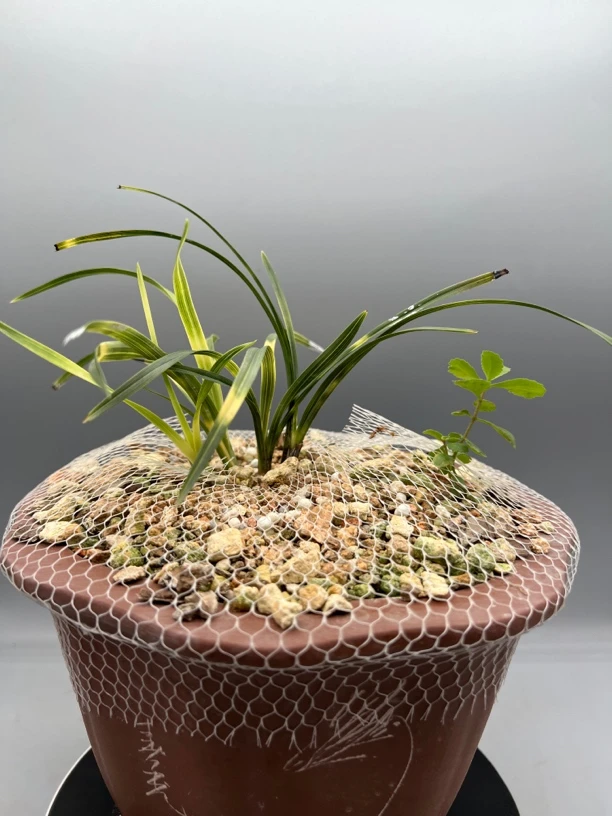 直播间下单链接，一物一拍