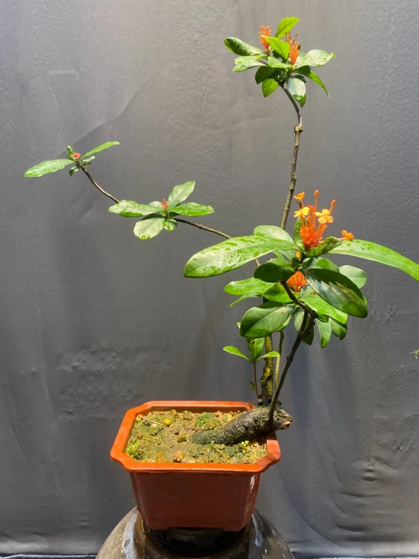 龙船花．春花．岗松。