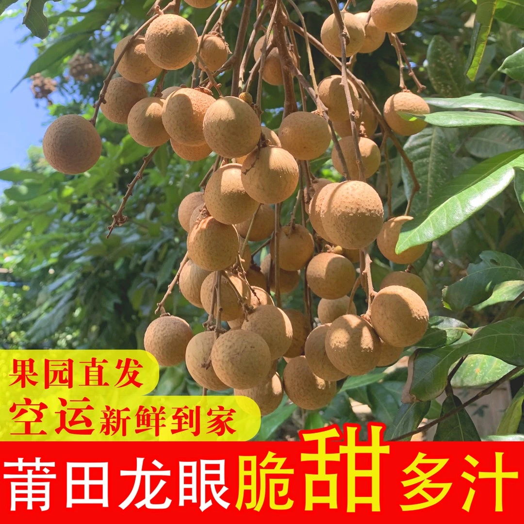 莆田老树眼脆甜肉厚多汁新鲜现摘现发空运包邮当季新鲜5斤