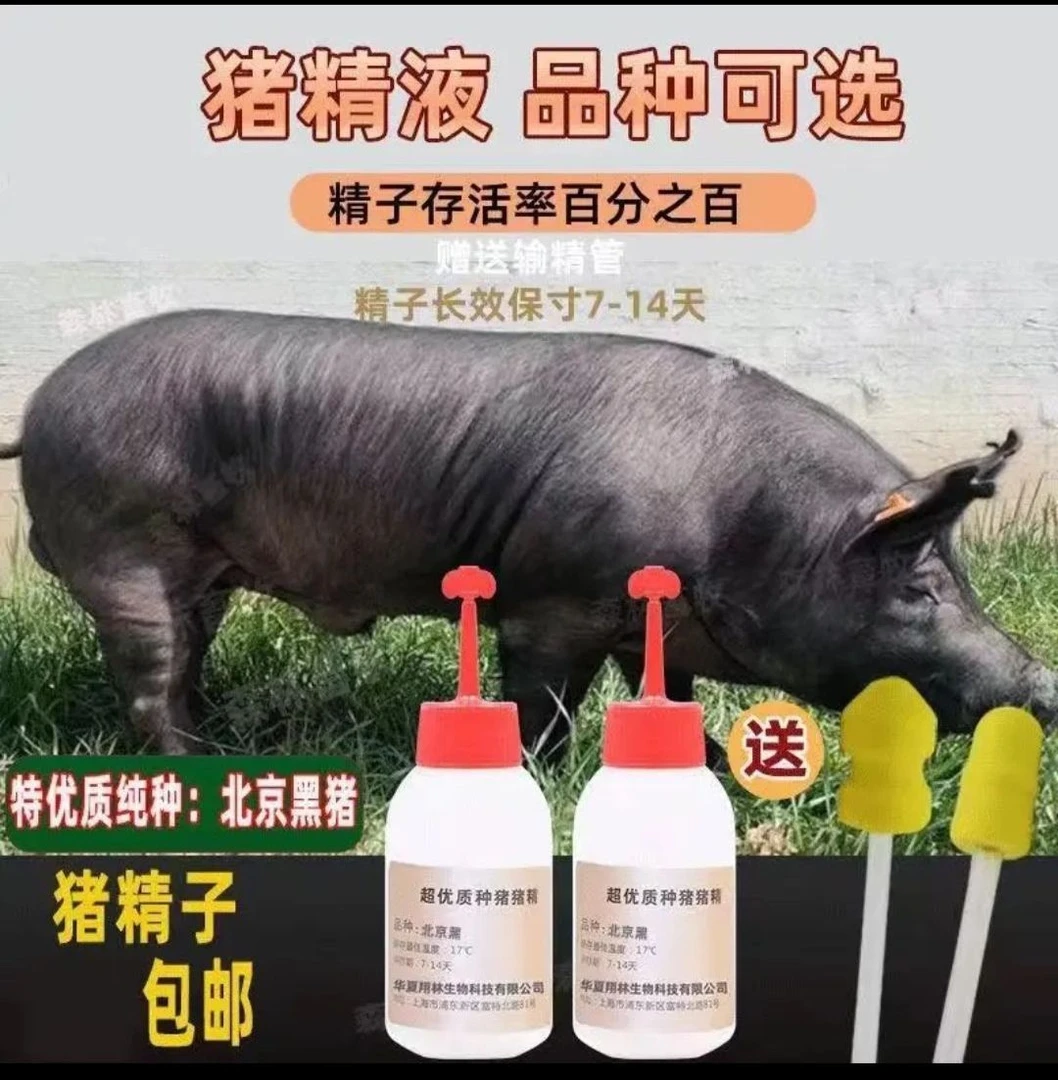 优质商品国寿黑猪猪精