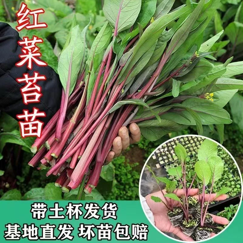 耐寒红菜苔蔬菜苗带土优质苗柳叶菜心子十月红红菜苔秋冬蔬菜秧苗