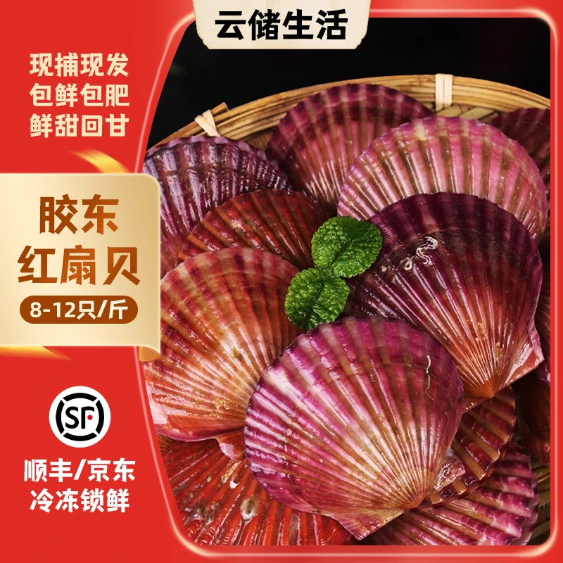 【现捕现发】精选鲜活小红贝新鲜扇贝港湾贝鲜嫩美味鲜甜 8-12只/斤
