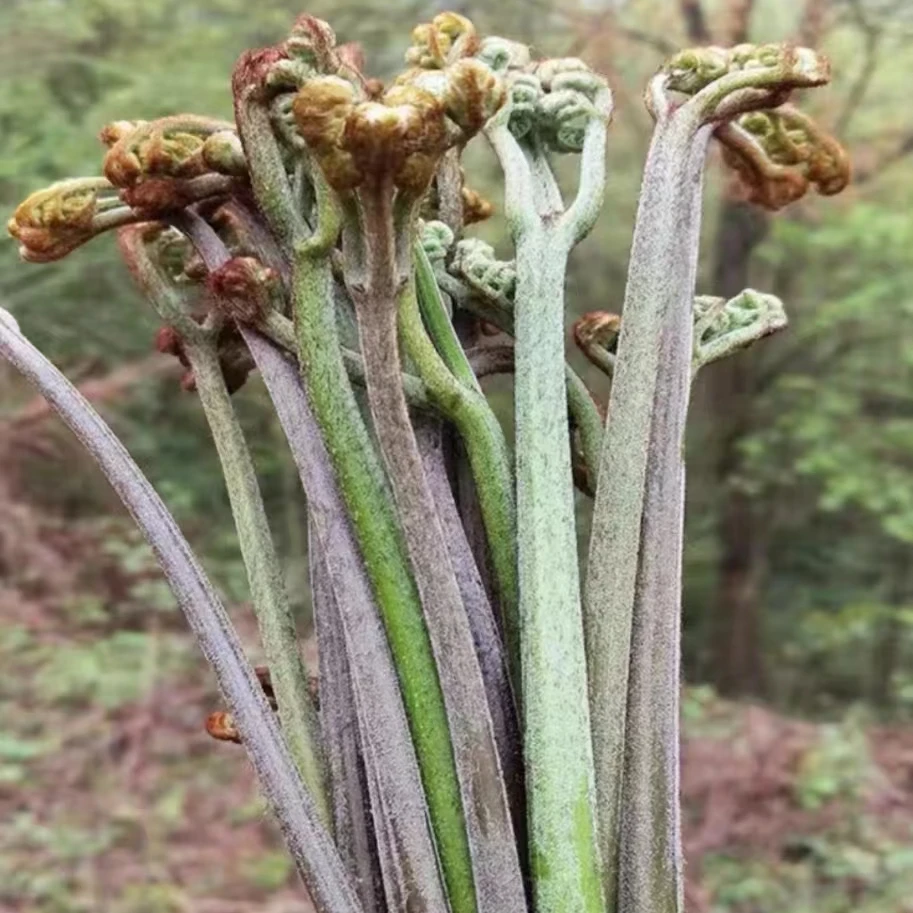 贵州遵义高山野外蕨苔 蕨菜  农户采摘新鲜嫩甜 当季现摘1斤包邮