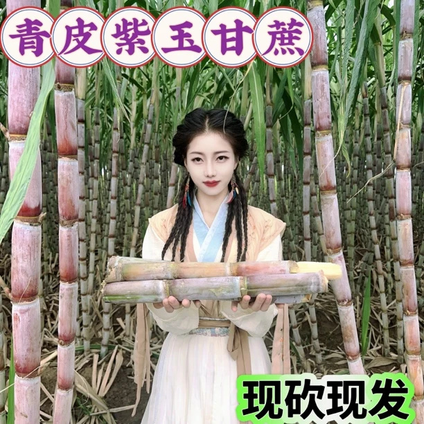 青皮紫玉甘蔗新鲜现砍现发应季水果清甜多汁精选5斤