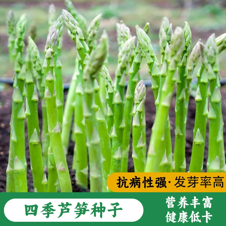 春季芦笋种子高产生耐寒抗热蔬菜阳台种植盆栽庭院地栽多季播种