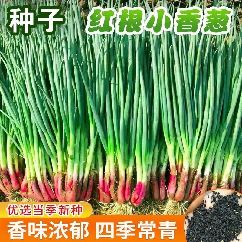 四季小香葱种子多次收割小葱种籽苗耐热耐寒易种阳台盆栽蔬菜种子