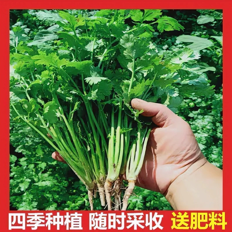 夏天简单新款上市蔬菜种子阳台室内花卉盆栽小四季可播种香菜籽