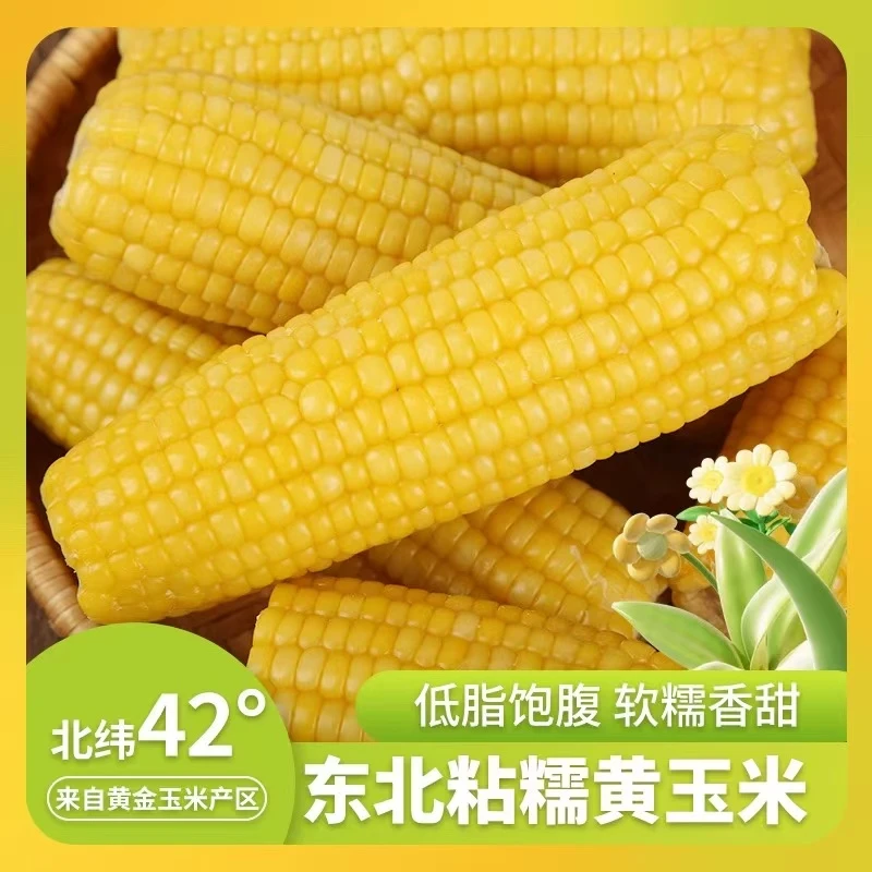 2024东北黄糯玉米软糯香黏280-330g大棒10根整试吃两只