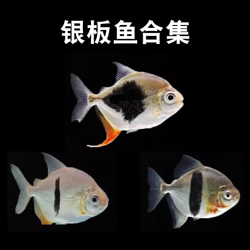 粗线银板鱼黑桃A细线活体热带淡水大型凶猛观赏鱼龙配鱼肉食活体