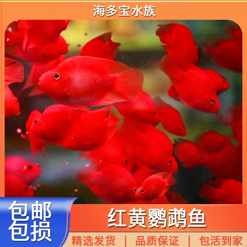 血鹦鹉黄鹦鹉鱼中大型热带淡水观赏鱼活体配鱼红鹦鹉鱼