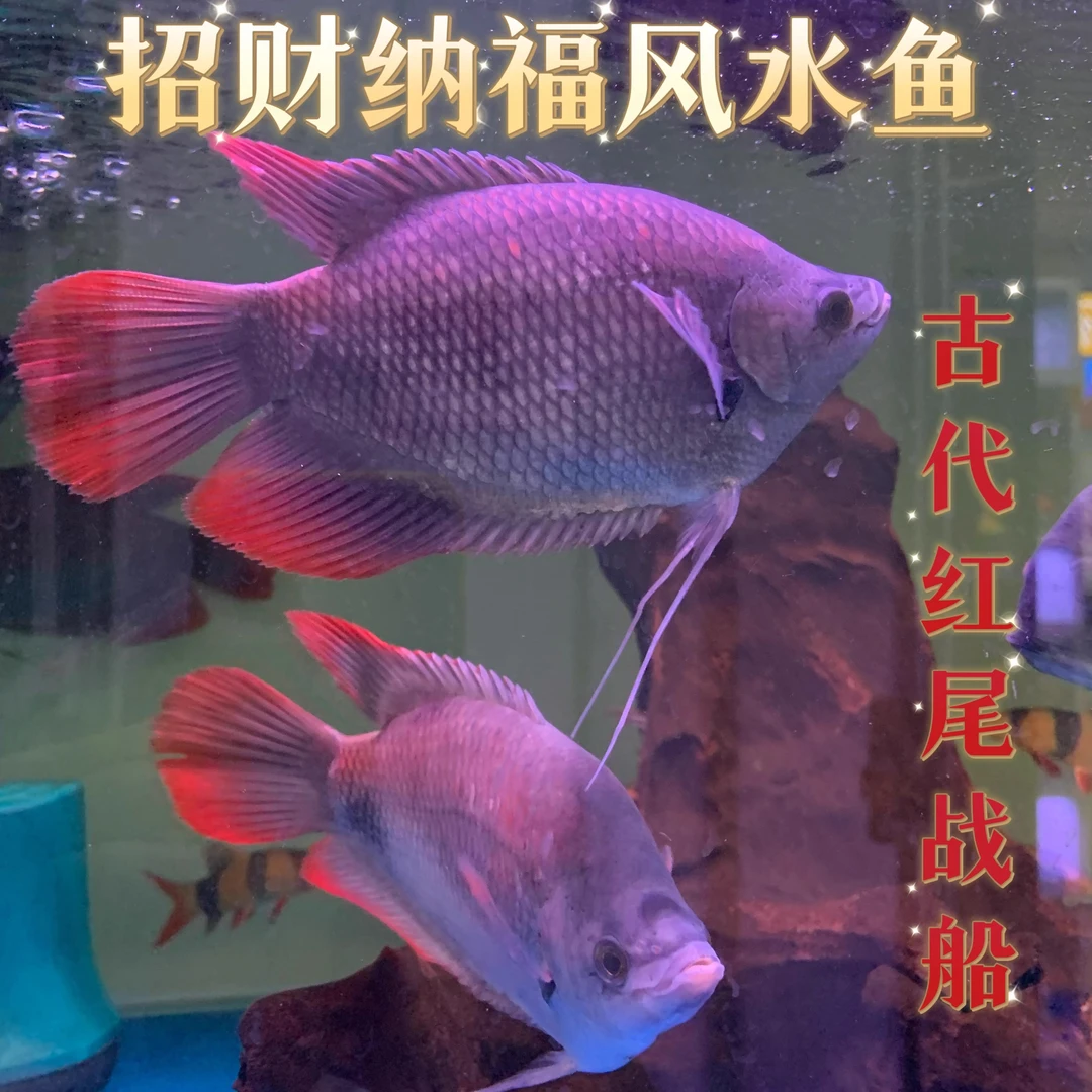 招财鱼红尾招财风水鱼古代战船中大鱼热带淡水鱼苗好养包邮包活体