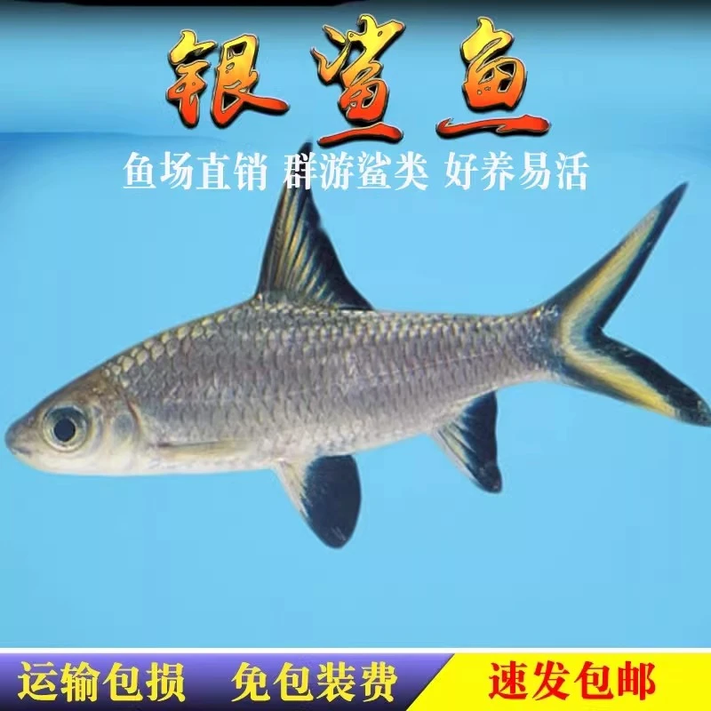 银鲨鱼反光小型热带观赏虎鲨鱼大小白鲨黑骑士飞机鱼龙鱼配鱼活体