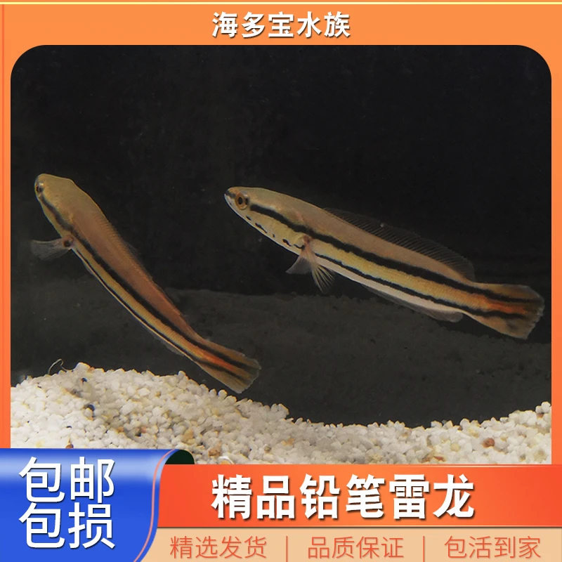 大铅笔雷龙鱼热带淡水观赏鱼中大型鱼苗肉食性小盾鳢多曼凶猛活体