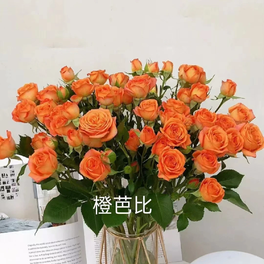 多头玫瑰，满四单德邦空运包邮