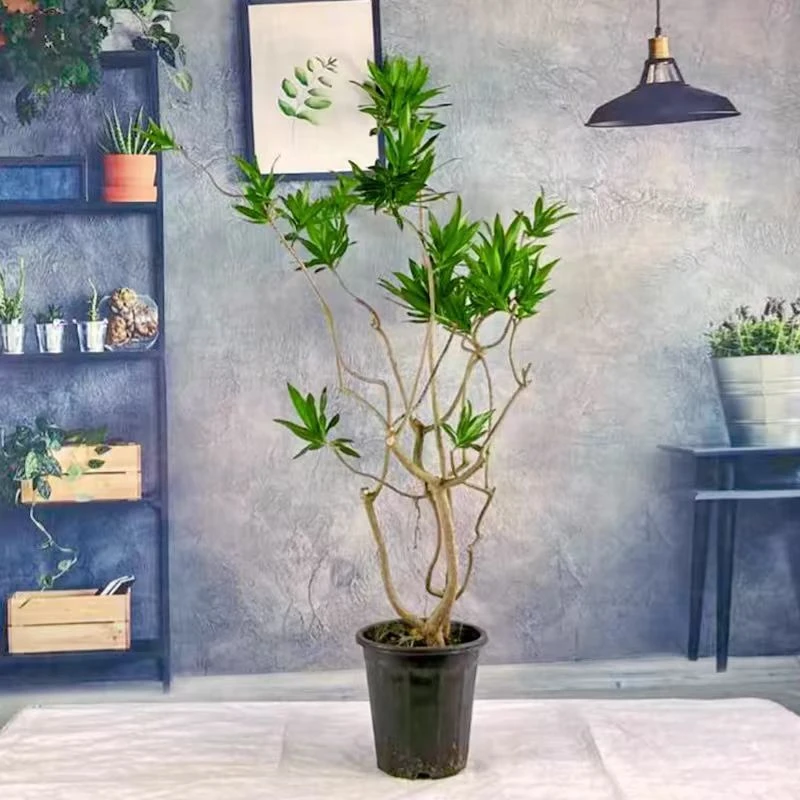 百合竹盆栽植物高杆老桩造型千式大型绿植办公室净化空气吸甲醛