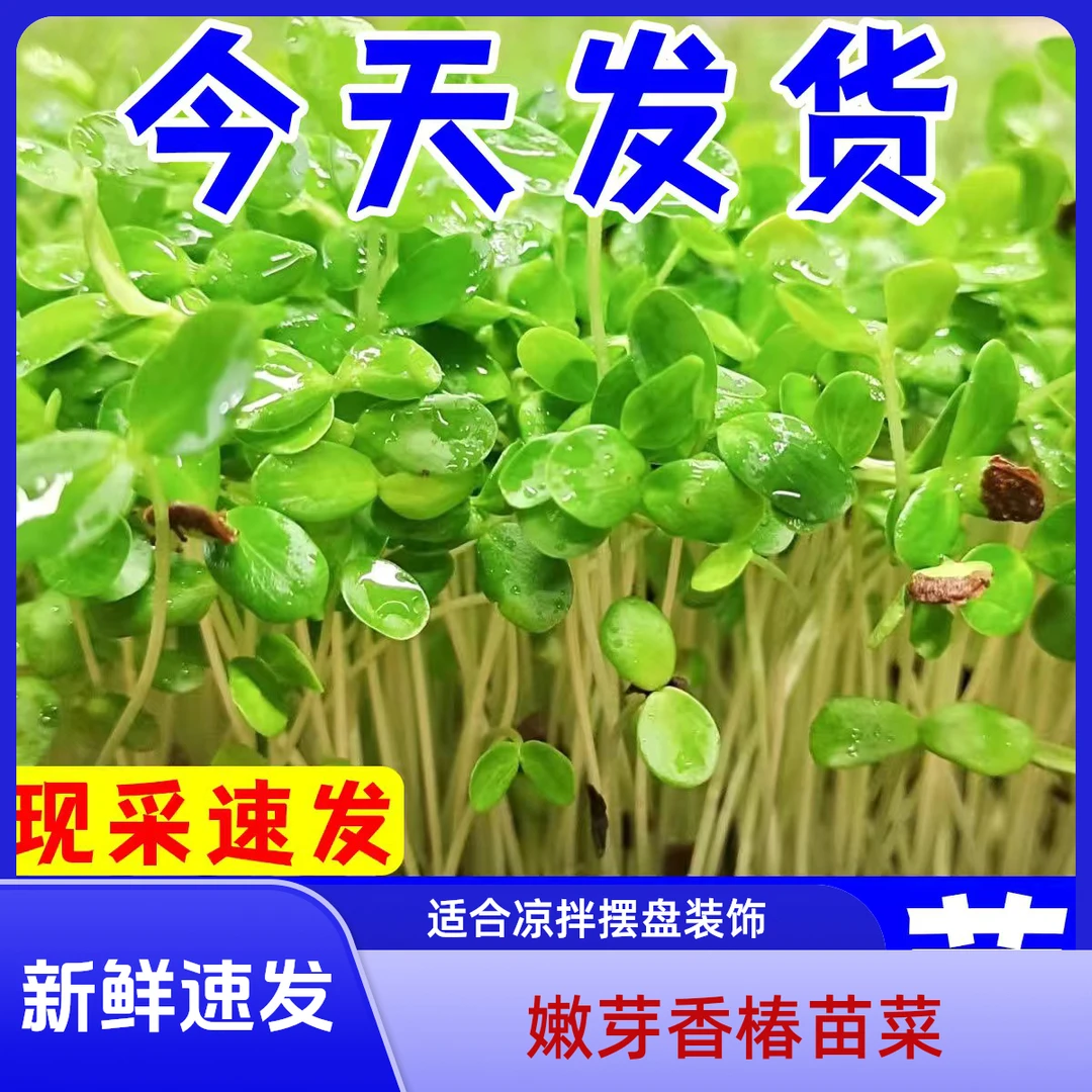 【新鲜速发】香春香椿芽菜新鲜嫩芽香椿苗菜蔬菜凉拌摆盘装饰花草