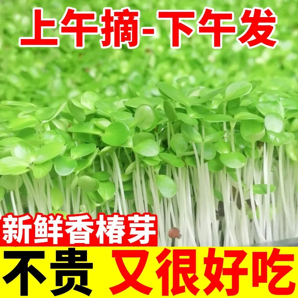 香椿芽香椿嫩芽现采香椿芽苗菜食用香椿苗新鲜蔬菜西餐盘饰花草