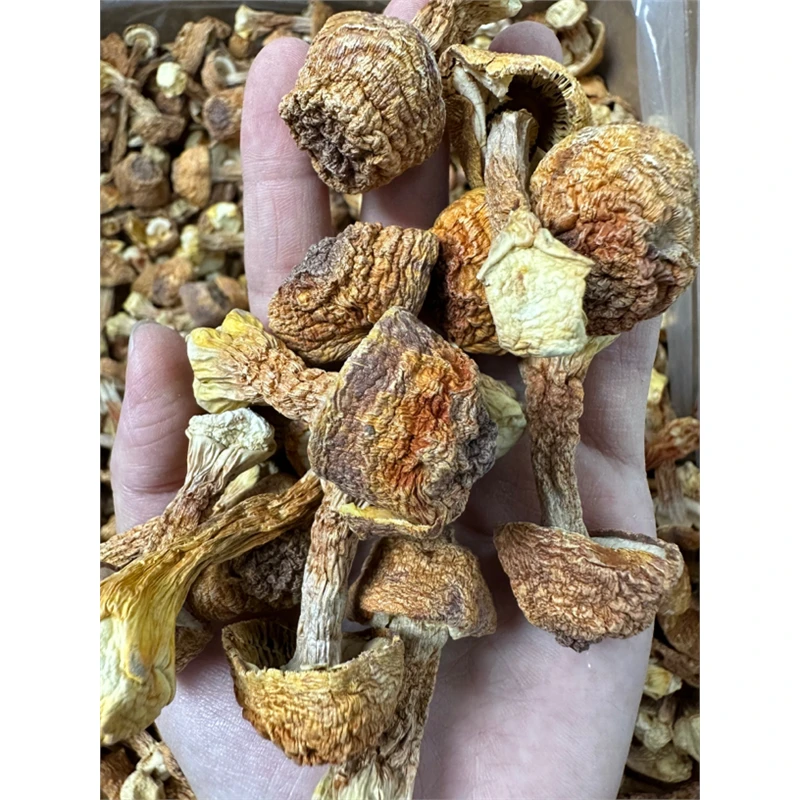 姬松茸干货 松茸食用菌菇 蘑菇