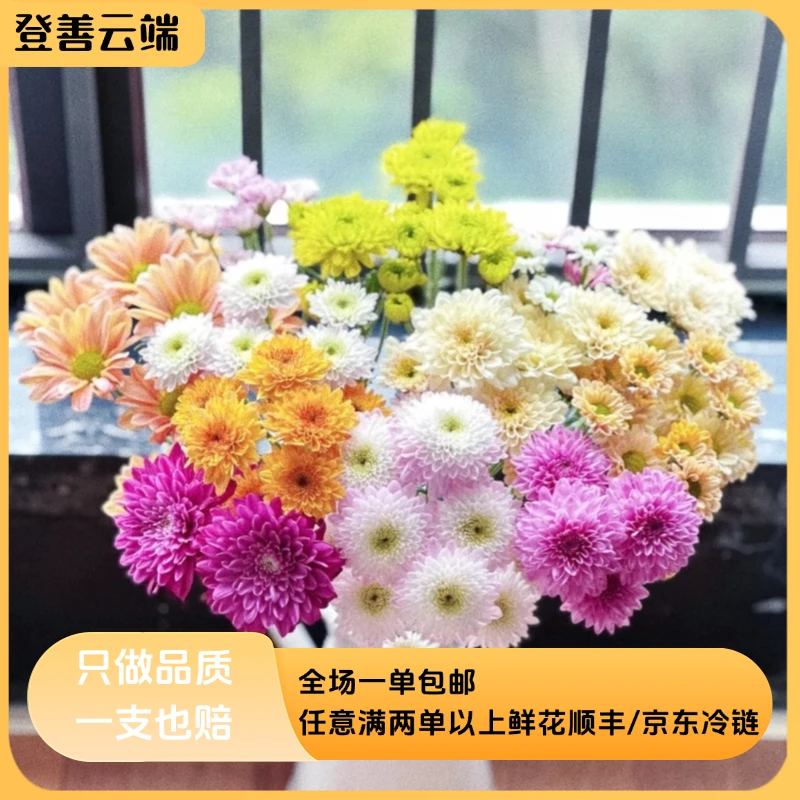 【小菊花】精选小菊花家居观赏鲜花云南鲜花鲜切花