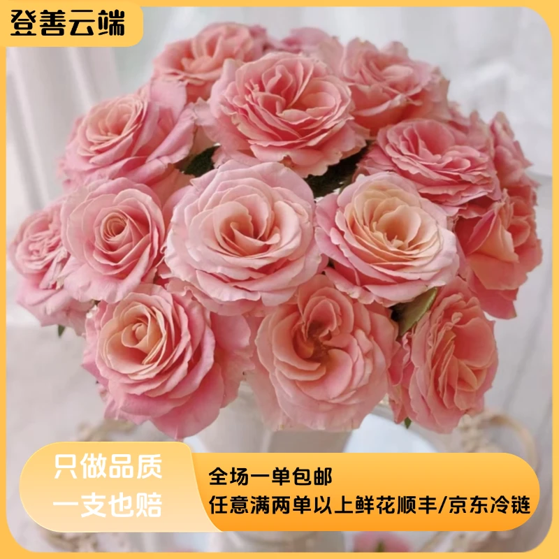 【朱小姐】精选朱小姐多头玫瑰云南鲜花优质鲜切花水培鲜花