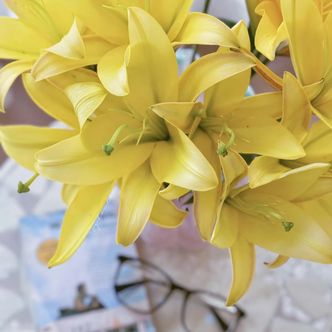 【登善云端】黄蜂单瓣百合花云南水培云南昆明鲜花直发家居鲜花