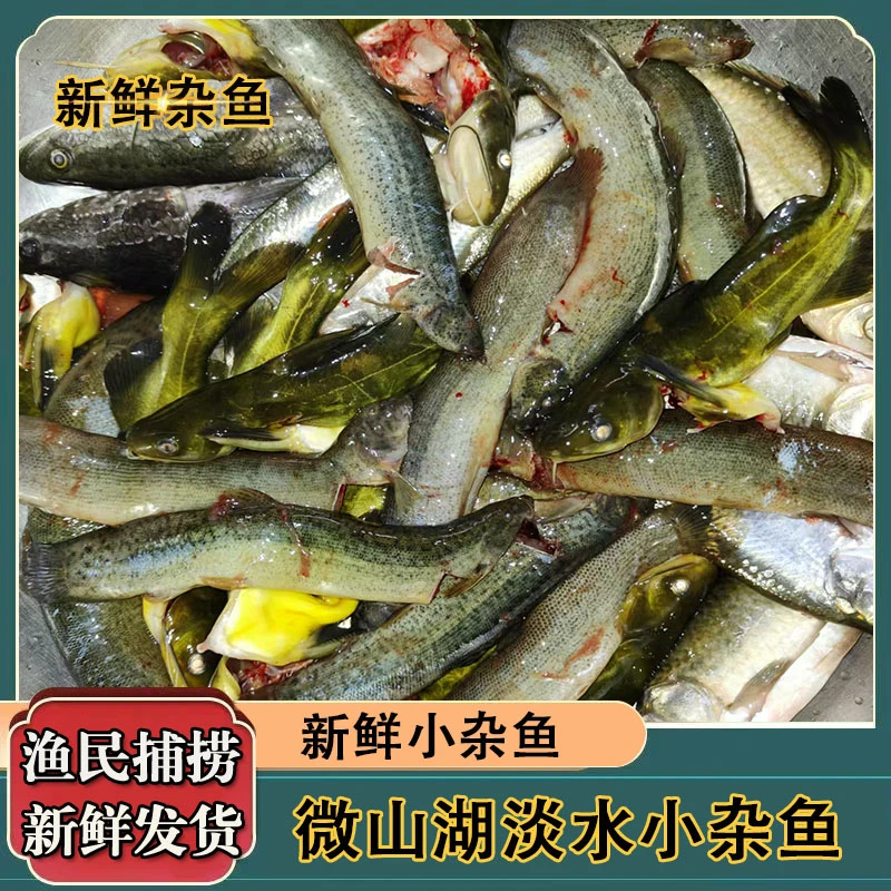 【雨硕】微山湖新鲜杂鱼乱炖 鲫鱼 黄骨鱼 泥鳅 黑鱼 鲶鱼 大杂烩