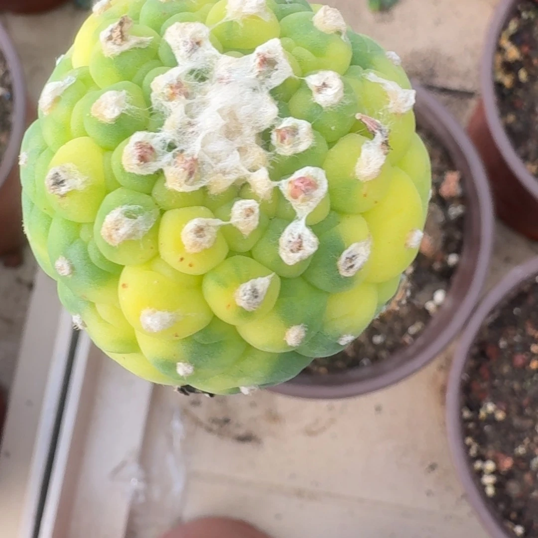 逍***0仙人球袖普苗接300