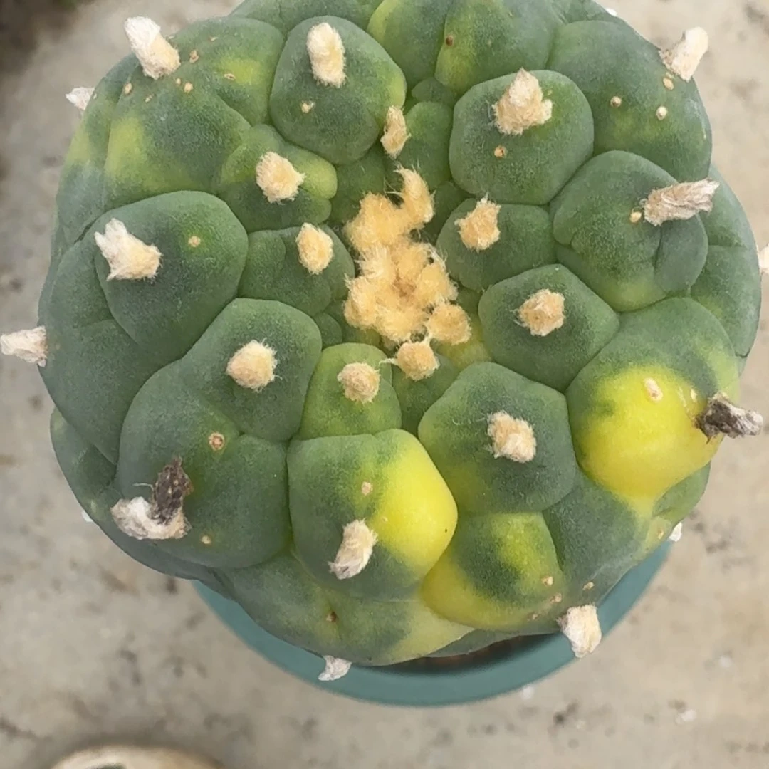 仙人球袖普苗接138