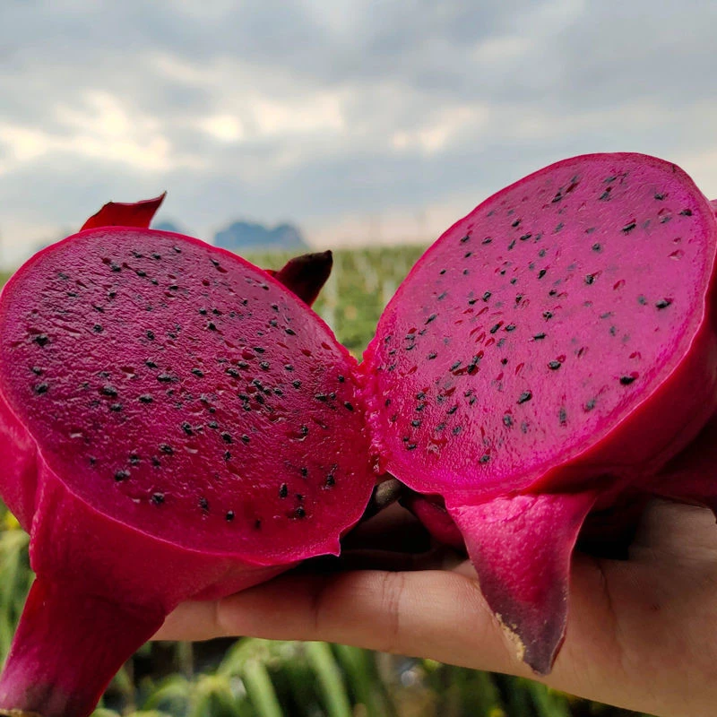 红心火龙果三个装/40大果