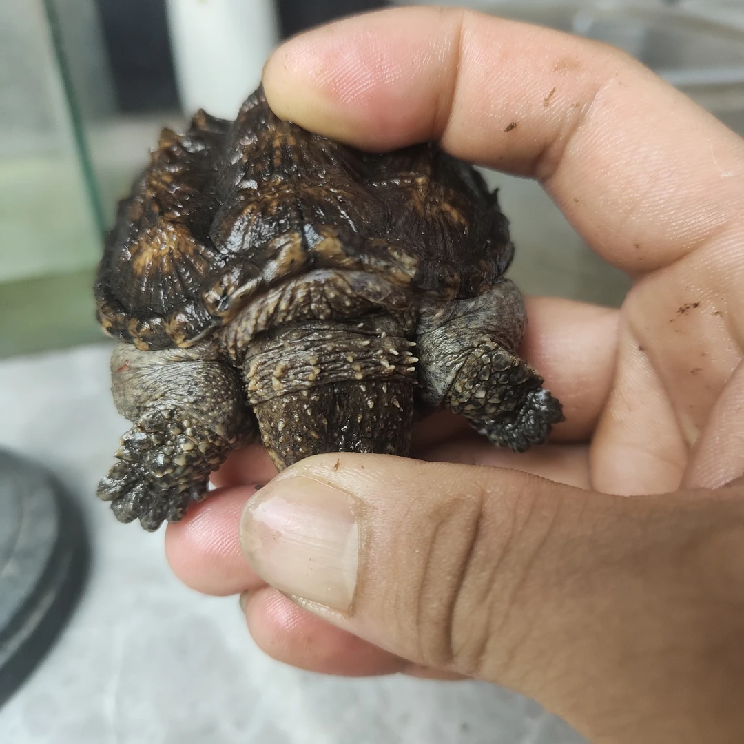 观赏龟乌龟宠物活体（直播间选龟链接）