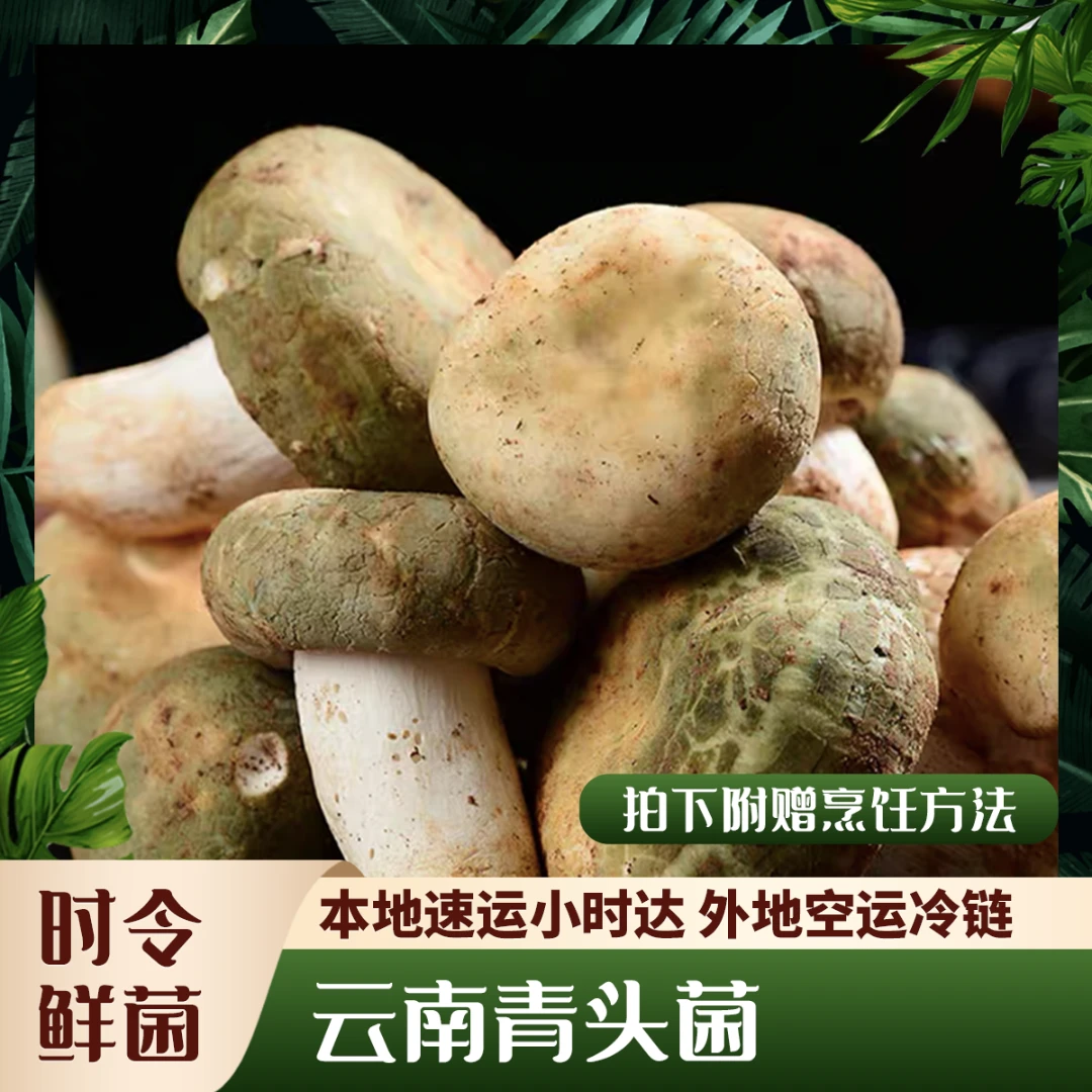 【菌表妹】青头菌 云南新鲜菌菇食用野生山珍农产品绿头菌 煲汤爆炒