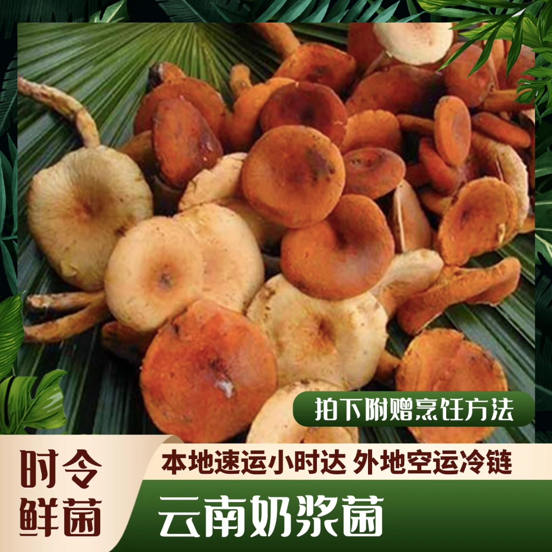 【菌表妹】奶浆菌云南天然美味新鲜野生枞树菌松树三九菇寒菌雁南菌