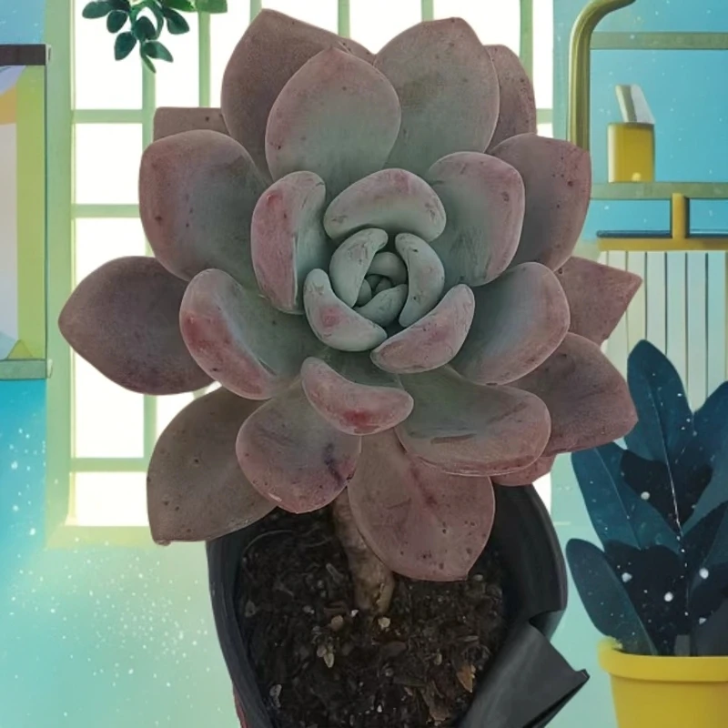 （奥普 )  （）星花怒放猴哥 多肉阳台植物