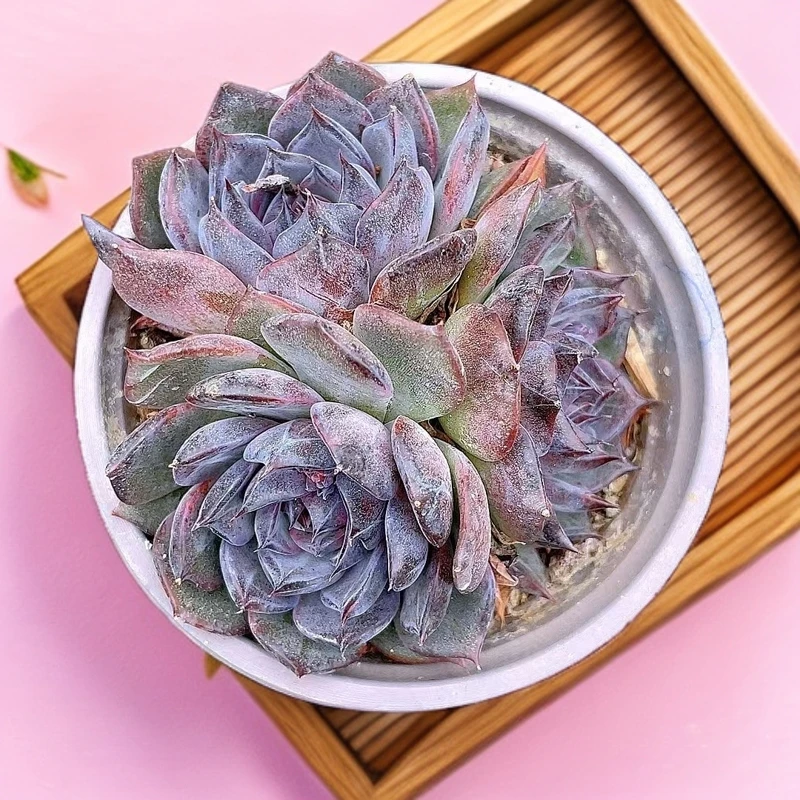 （蓝莓)  （）星花怒放猴哥 多肉阳台植物