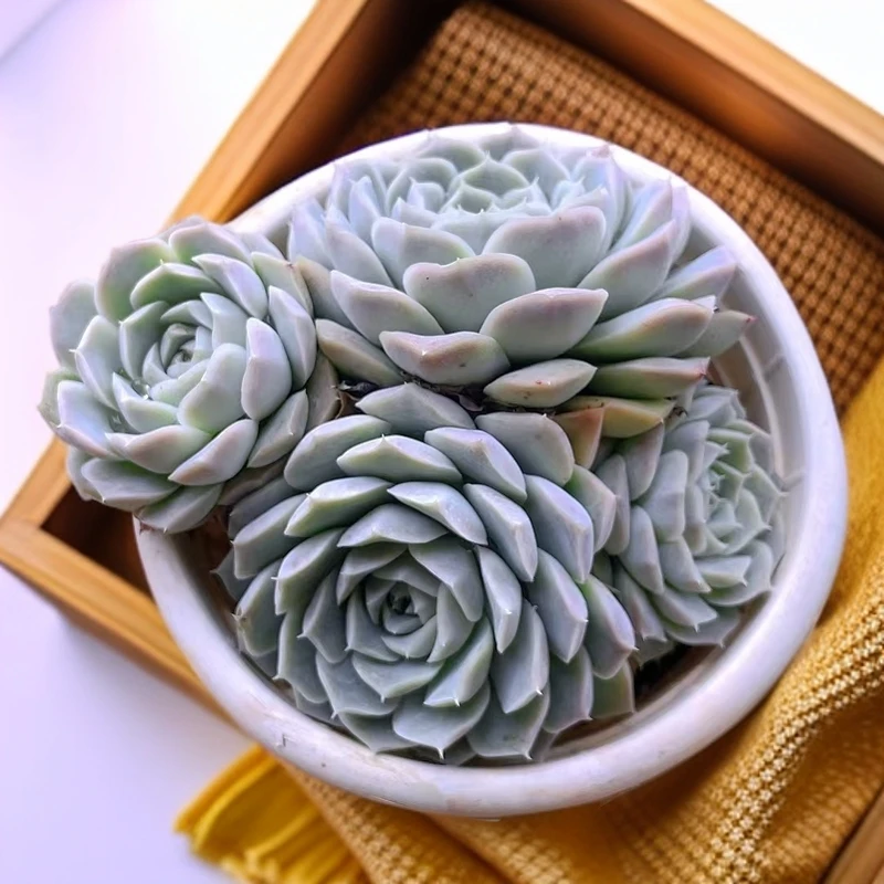 （白月影 )  （）星花怒放猴哥 多肉阳台植物