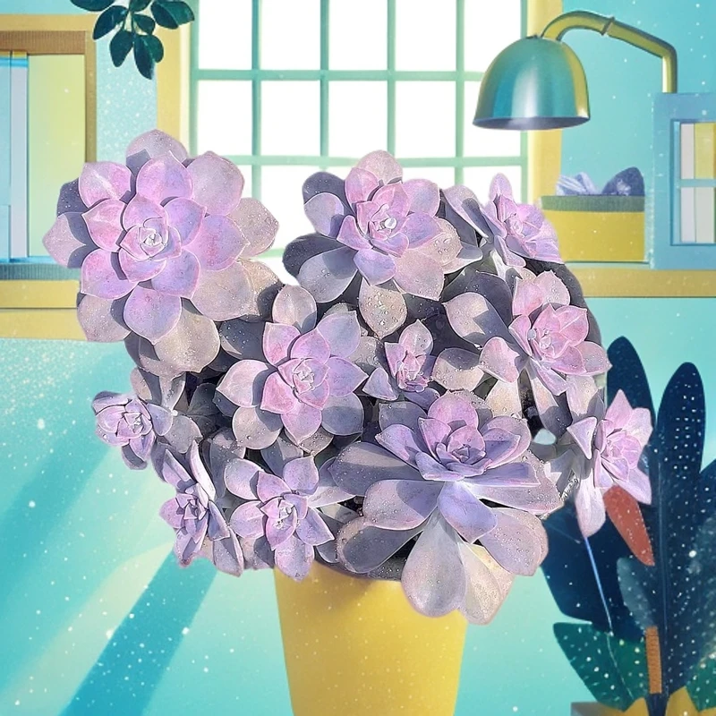 （大盆紫乐 )  （）星花怒放猴哥 多肉阳台植物